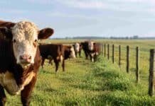 Uruguay desplazó a la Argentina y ahora tiene el novillo más caro del Mercosur Novillos de engorde en un establecimiento ganadero de Sudamérica, representando el mercado regional de carne vacuna y las cotizaciones del Mercosur.