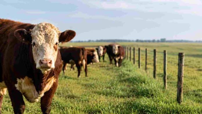 novillo-mercosur-ganaderia-sudamericana Novillos de engorde en un establecimiento ganadero de Sudamérica, representando el mercado regional de carne vacuna y las cotizaciones del Mercosur.