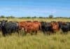 “La ganadería va a tener la misma tecnología que la agricultura”: el diagnóstico desde el Congreso Ganadero Rodeo de Angus negro y Angus colorado sobre pastura natural, en un campo ganadero bajo cielo despejado.