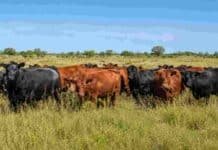 “La ganadería va a tener la misma tecnología que la agricultura”: el diagnóstico desde el Congreso Ganadero Rodeo de Angus negro y Angus colorado sobre pastura natural, en un campo ganadero bajo cielo despejado.
