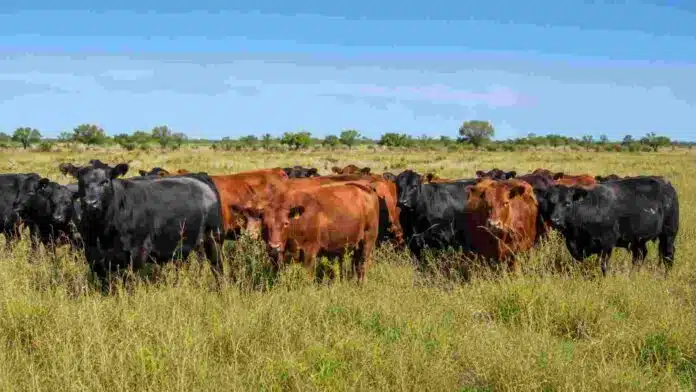 Rodeo de Angus negro y Angus colorado sobre pastura natural, en un campo ganadero bajo cielo despejado.
