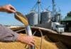 El Gobierno cambió las reglas del juego en semillas: el acopio donde entregás el grano ahora puede identificar qué variedad sembraste Toma de muestra de granos de soja en un acopio mediante calador, con silos y camión de transporte al fondo, representando el control de identidad varietal y trazabilidad de cultivares.