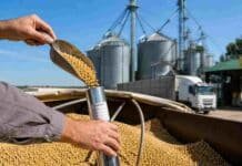 El Gobierno cambió las reglas del juego en semillas: el acopio donde entregás el grano ahora puede identificar qué variedad sembraste Toma de muestra de granos de soja en un acopio mediante calador, con silos y camión de transporte al fondo, representando el control de identidad varietal y trazabilidad de cultivares.