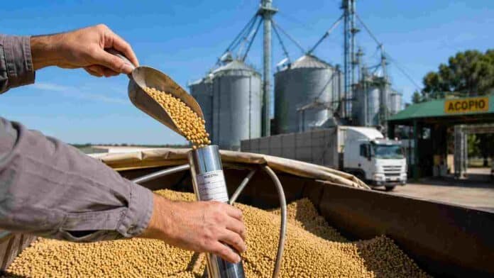 ontrol-identidad-varietal-soja-acopio Toma de muestra de granos de soja en un acopio mediante calador, con silos y camión de transporte al fondo, representando el control de identidad varietal y trazabilidad de cultivares.