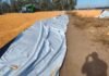Inseguridad rural en Santa Fe: rompieron silobolsas con cuchillo y el daño es millonario Silobolsa abierto en un lote agrícola de Santa Fe con granos de soja expuestos, durante tareas de almacenamiento y manejo postcosecha