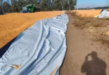 Inseguridad rural en Santa Fe: rompieron silobolsas con cuchillo y el daño es millonario Silobolsa abierto en un lote agrícola de Santa Fe con granos de soja expuestos, durante tareas de almacenamiento y manejo postcosecha