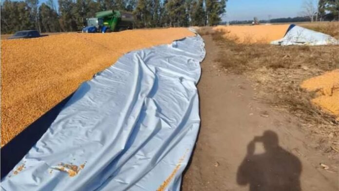otura-silobolsa-soja-santa-fe Silobolsa abierto en un lote agrícola de Santa Fe con granos de soja expuestos, durante tareas de almacenamiento y manejo postcosecha