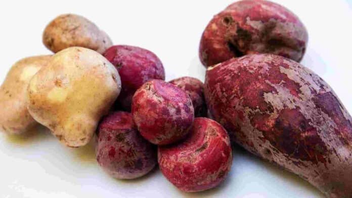 Papas de distintas variedades rojas y amarillas sobre fondo claro, con detalle de textura y color de la piel.