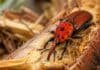 El insecto que destruye palmeras en todo el mundo llegó a Argentina y el SENASA actualizó el protocolo de emergencia Picudo rojo de las palmeras sobre fibras vegetales dañadas, una plaga invasora que perfora el tronco y afecta gravemente a las palmeras.