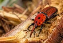 El insecto que destruye palmeras en todo el mundo llegó a Argentina y el SENASA actualizó el protocolo de emergencia Picudo rojo de las palmeras sobre fibras vegetales dañadas, una plaga invasora que perfora el tronco y afecta gravemente a las palmeras.
