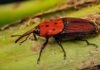 El SENASA prorrogó hasta 2027 la alerta por el picudo rojo, la plaga más destructiva para las palmeras Picudo rojo sobre una hoja de palmera en primer plano.