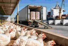 Perú y Chile volvieron a abrir sus mercados para el pollo argentino tras el levantamiento de la influenza aviar Producción avícola argentina con pollos de engorde, camión frigorífico y contenedores refrigerados en una terminal portuaria para exportación.