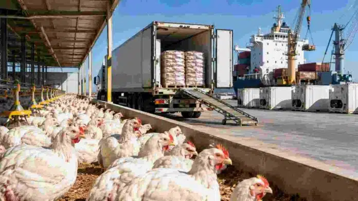 Producción avícola argentina con pollos de engorde, camión frigorífico y contenedores refrigerados en una terminal portuaria para exportación.
