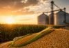 El maíz tocó mínimos en Chicago pero hay señales de que la caída podría estar llegando a su límite Mazorca y granos de maíz en primer plano frente a silos de almacenamiento y un cultivo de maíz al atardecer, representando el mercado internacional del cereal y la evolución de los precios en Chicago.