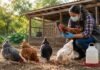 Influenza aviar en el traspatio: cómo reconocerla y por qué notificar al SENASA es clave Persona con barbijo y guantes revisa una gallina en un gallinero familiar, como medida de prevención sanitaria frente a la influenza aviar en aves de traspatio.