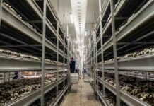 38.000 kilos por semana, todo el año: la empresa que cuadruplicó su rendimiento y abastece la mitad del mercado de hongos del país Instalación industrial de cultivo de hongos comestibles con estanterías de producción en ambiente controlado.