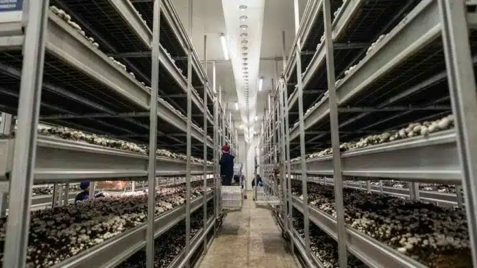 Instalación industrial de cultivo de hongos comestibles con estanterías de producción en ambiente controlado.