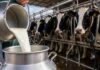 La producción subió 2%, pero la cantidad de tambos volvió a caer Tambo en producción con vacas lecheras durante el ordeñe y recolección de leche en establecimiento agropecuario argentino.