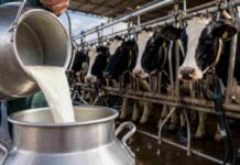 La producción subió 2%, pero la cantidad de tambos volvió a caer Tambo en producción con vacas lecheras durante el ordeñe y recolección de leche en establecimiento agropecuario argentino.