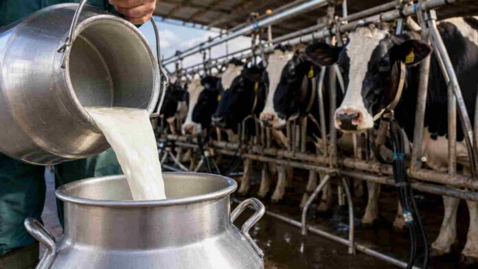 Tambo en producción con vacas lecheras durante el ordeñe y recolección de leche en establecimiento agropecuario argentino.