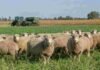 De 30 a 50 kilos: el modelo del INTA que duplica el rendimiento del cordero sin afectar la agricultura Rebaño de ovejas pastorea sobre un cultivo de cobertura en un sistema agrícola-ganadero integrado, con maquinaria agrícola trabajando al fondo en un establecimiento de la región pampeana.