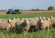 De 30 a 50 kilos: el modelo del INTA que duplica el rendimiento del cordero sin afectar la agricultura Rebaño de ovejas pastorea sobre un cultivo de cobertura en un sistema agrícola-ganadero integrado, con maquinaria agrícola trabajando al fondo en un establecimiento de la región pampeana.