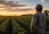 Un diputado comparó la carga fiscal del agro argentino con Brasil y EE.UU. y el resultado es demoledor Productor agropecuario observa un cultivo al atardecer, imagen representativa del impacto de la carga fiscal en el agro argentino.