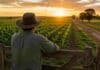 Carbap alerta que provincias y municipios reemplazan las retenciones con nuevos impuestos Productor rural observa un lote agrícola al atardecer en una escena vinculada a la presión fiscal, las retenciones y los impuestos al agro.