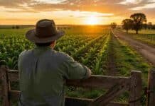 Carbap alerta que provincias y municipios reemplazan las retenciones con nuevos impuestos Productor rural observa un lote agrícola al atardecer en una escena vinculada a la presión fiscal, las retenciones y los impuestos al agro.