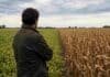 Campaña 2026/27: por qué no conviene apostar todo a un solo cultivo este año Productor agropecuario de espaldas observando un campo dividido entre soja y maíz en la zona núcleo argentina, durante el otoño y bajo cielo nublado.