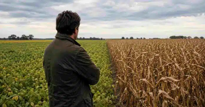 productor-soja-maiz-zona-nucleo Productor agropecuario de espaldas observando un campo dividido entre soja y maíz en la zona núcleo argentina, durante el otoño y bajo cielo nublado.