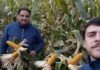 Pagar 60 dólares de flete por tonelada: así es producir a 1000 km del puerto en el norte salteño Dos productores observan un lote de maíz próximo a cosecha, evaluando el estado y desarrollo del cultivo en el campo.