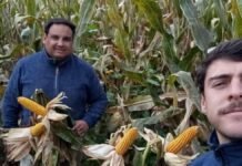 Pagar 60 dólares de flete por tonelada: así es producir a 1000 km del puerto en el norte salteño Dos productores observan un lote de maíz próximo a cosecha, evaluando el estado y desarrollo del cultivo en el campo.