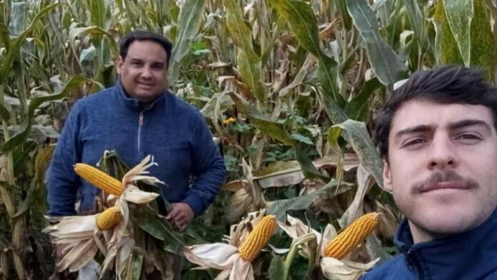 productores-maiz-evaluacion-cultivo-ruralnet Dos productores observan un lote de maíz próximo a cosecha, evaluando el estado y desarrollo del cultivo en el campo.