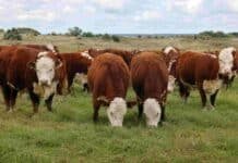 El INTA y los criadores Hereford pusieron a prueba quién produce más con menos recursos en la Cuenca del Salado Toritos Hereford pastando en un campo de la Cuenca del Salado durante una evaluación genética en sistemas pastoriles, bajo condiciones productivas reales