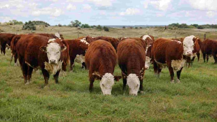 Toritos Hereford pastando en un campo de la Cuenca del Salado durante una evaluación genética en sistemas pastoriles, bajo condiciones productivas reales