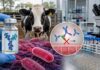 Una molécula llamada Quimera podría evitar que los bovinos contaminen el agua y los alimentos con una bacteria mortal Investigación del INTA sobre bovinos y anticuerpos para prevenir la contaminación por Escherichia coli.