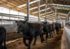 Los novillitos marcaron el techo de la rueda en Cañuelas con $4.887 el kilo Interior de un remate ganadero en la pampa argentina con novillitos Angus desfilando por una manga metálica bajo luz natural.