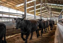 Los novillitos marcaron el techo de la rueda en Cañuelas con $4.887 el kilo Interior de un remate ganadero en la pampa argentina con novillitos Angus desfilando por una manga metálica bajo luz natural.