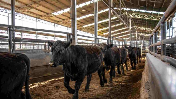 Interior de un remate ganadero en la pampa argentina con novillitos Angus desfilando por una manga metálica bajo luz natural.