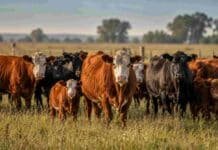 La decisión de los ganaderos que sorprendió al mercado y exige cautela Rodeo bovino con vacas y terneras en pastura natural, representando la retención de hembras y la evolución del stock ganadero argentino.