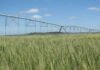 El riego pasó de ser el plan B contra la sequía a ser el negocio más rentable del campo argentino Sistema de riego por pivote central sobre un cultivo de trigo en crecimiento, representando el uso eficiente del agua para la producción agrícola