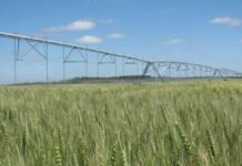 El riego pasó de ser el plan B contra la sequía a ser el negocio más rentable del campo argentino Sistema de riego por pivote central sobre un cultivo de trigo en crecimiento, representando el uso eficiente del agua para la producción agrícola