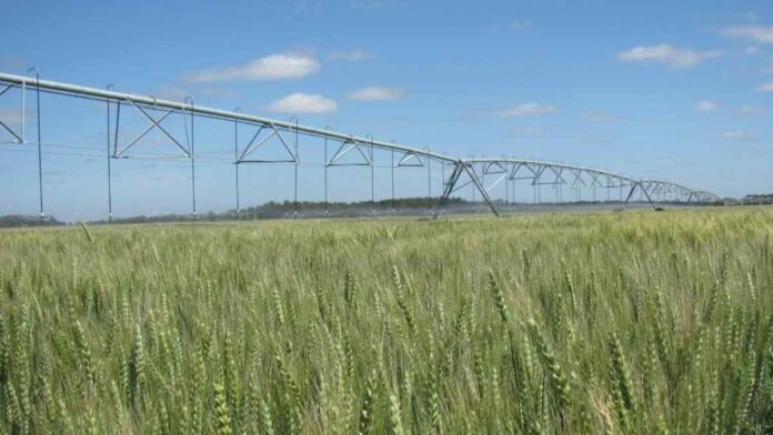riego-trigo-acuiferos-produccion-agricola-ruralnet Sistema de riego por pivote central sobre un cultivo de trigo en crecimiento, representando el uso eficiente del agua para la producción agrícola