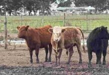 Recuperó 49 terneros robados y no pudo contener la emoción rodeo recuperado provincia de Buenos Aires