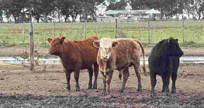 rodeo recuperado provincia de Buenos Aires