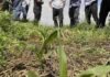 Por qué las rotaciones ya no tienen recetas: el cambio que redefine la agricultura argentina Productores observan un lote con cultivos de servicios y plántulas emergidas durante una jornada técnica sobre rotaciones agrícolas y manejo sustentable del suelo.