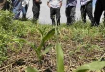 Por qué las rotaciones ya no tienen recetas: el cambio que redefine la agricultura argentina Productores observan un lote con cultivos de servicios y plántulas emergidas durante una jornada técnica sobre rotaciones agrícolas y manejo sustentable del suelo.