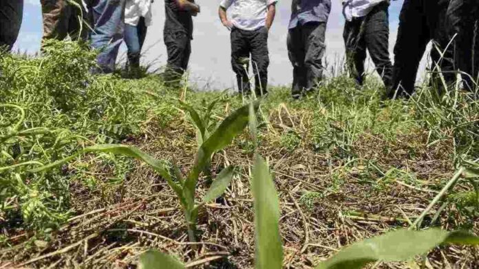 rotaciones-cultivos-servicios-agricultura-sustentable Productores observan un lote con cultivos de servicios y plántulas emergidas durante una jornada técnica sobre rotaciones agrícolas y manejo sustentable del suelo.