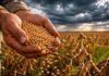 El campo frenó el protocolo de semillas: el Gobierno convocó a una reunión de urgencia tras el rechazo de los productores Manos de productor rural sosteniendo semillas de soja mientras algunas caen entre los dedos, con un lote de soja en etapa de llenado de vainas y un cielo de tormenta sobre la llanura pampeana.
